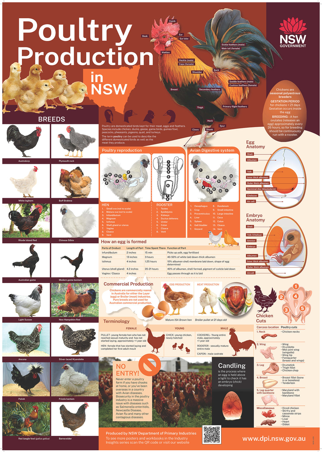 Poultry production classroom poster