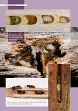 Load image into Gallery viewer, Australian native bees | AgGuide
