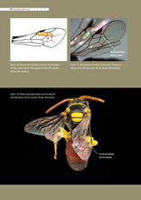 Load image into Gallery viewer, Australian native bees | AgGuide
