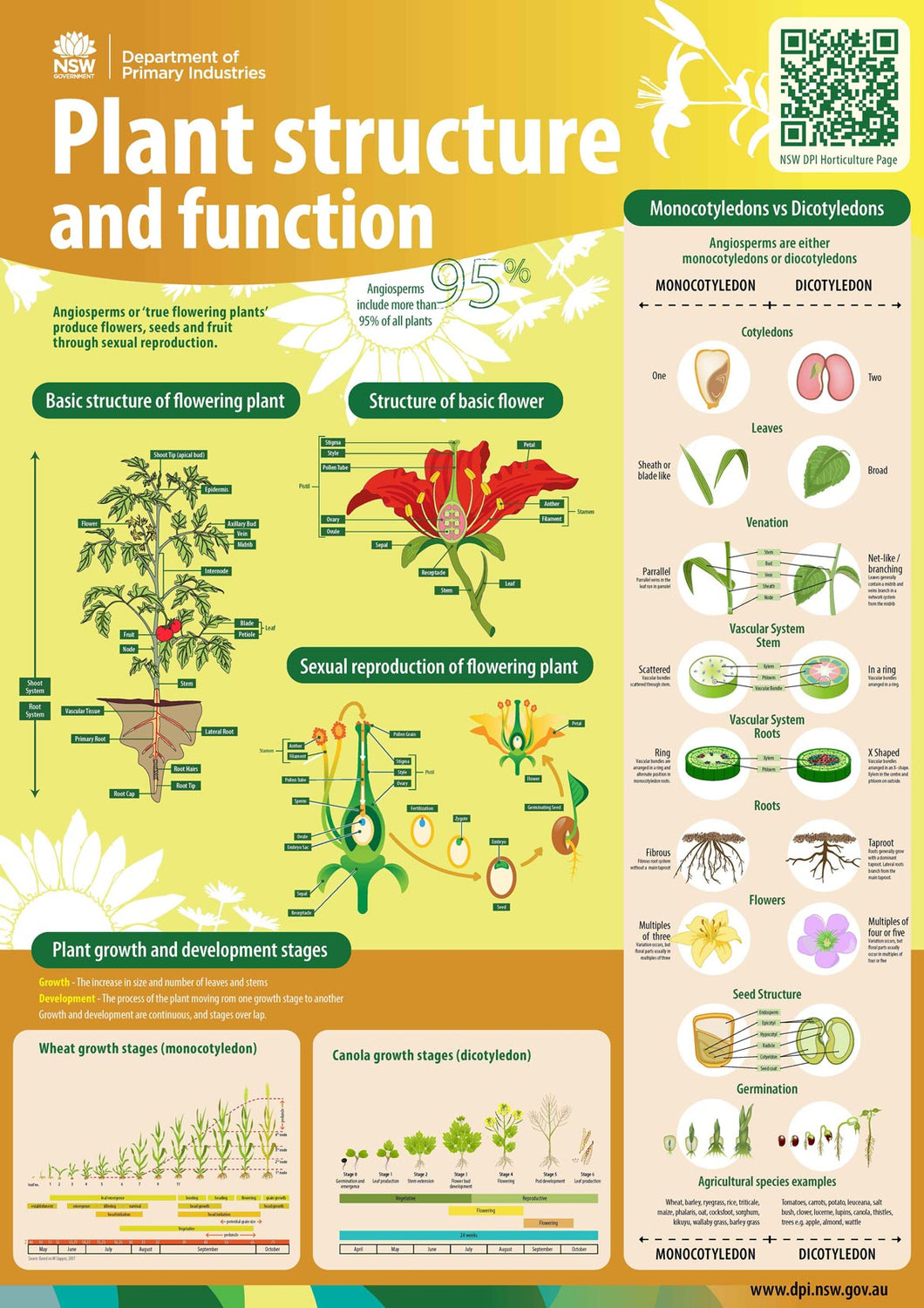 Plant structure and function classroom poster