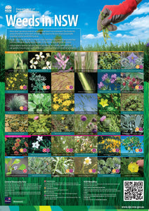 Weeds in NSW classroom poster